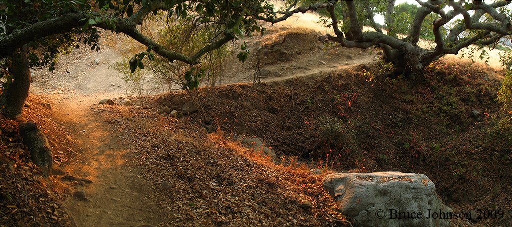 Trail through the oaks