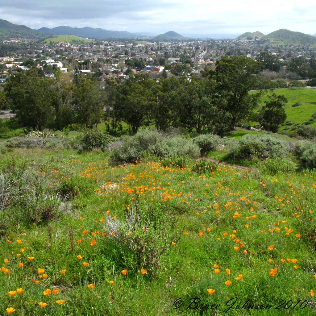 Poppies above SLO