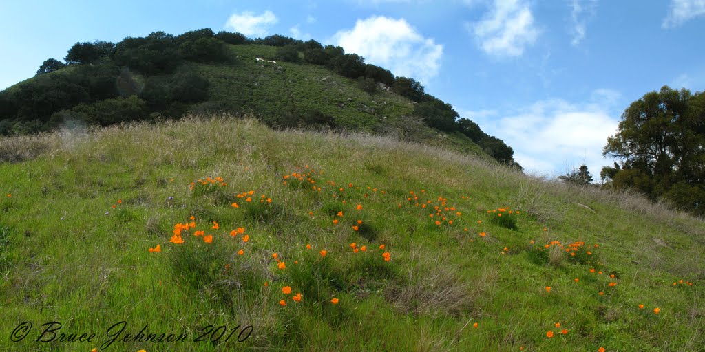 Poppies below the M