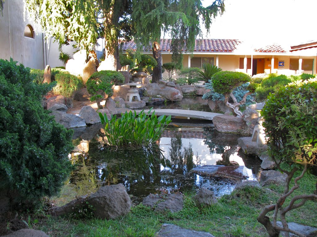 Koi pond at the Marysville Buddhist Church. 125 B St., Marysville, California