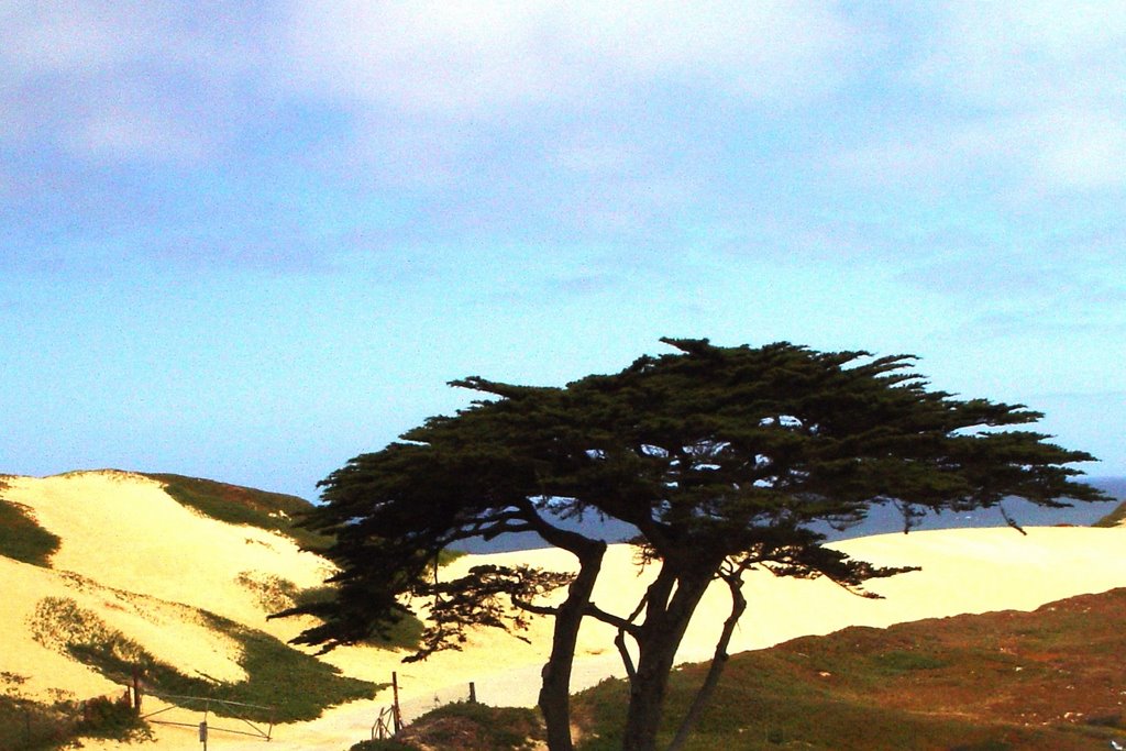 coastal sandunes, Seaside Cal (6-2008)
