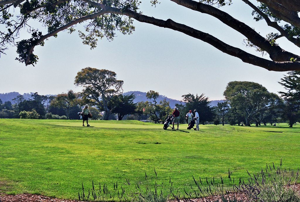 Golf field and cypress trees