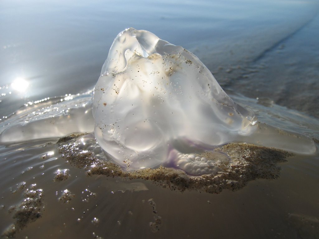 Jelly on Del Monte