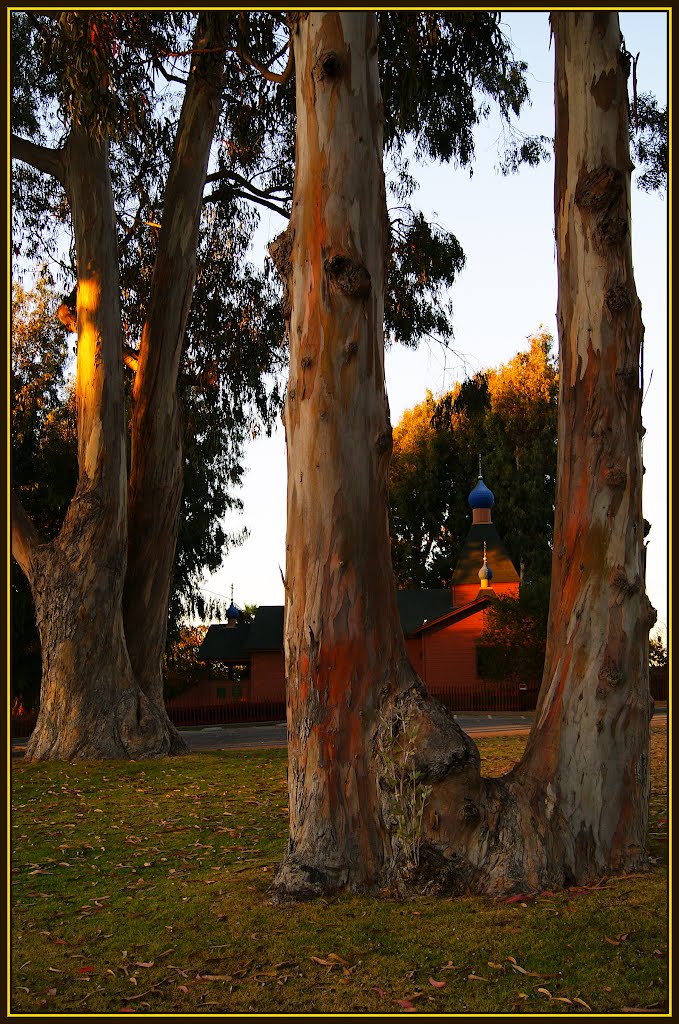 Храм под эвкалиптами. Монтерей, Калифорния. The Temple under the eucalyptus trees. Monterey, CA
