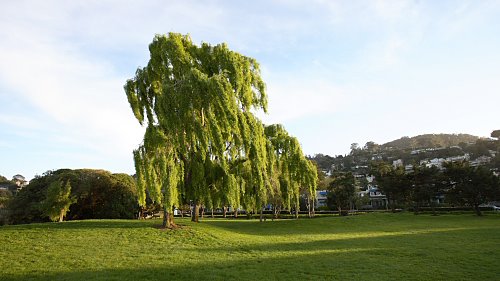 Willow Tree - Sausalito, California
