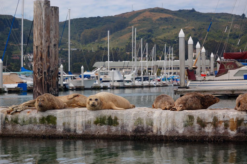 Harbor Seals and Clipper Marina, Sausalito, Marin, California