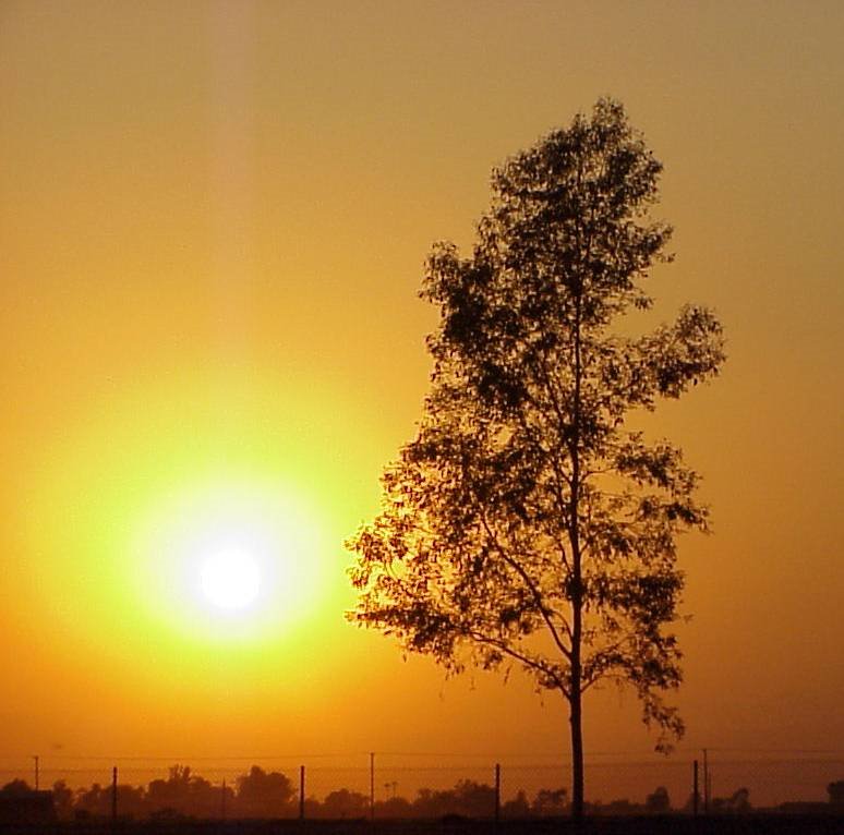 Neighborhood Sunset