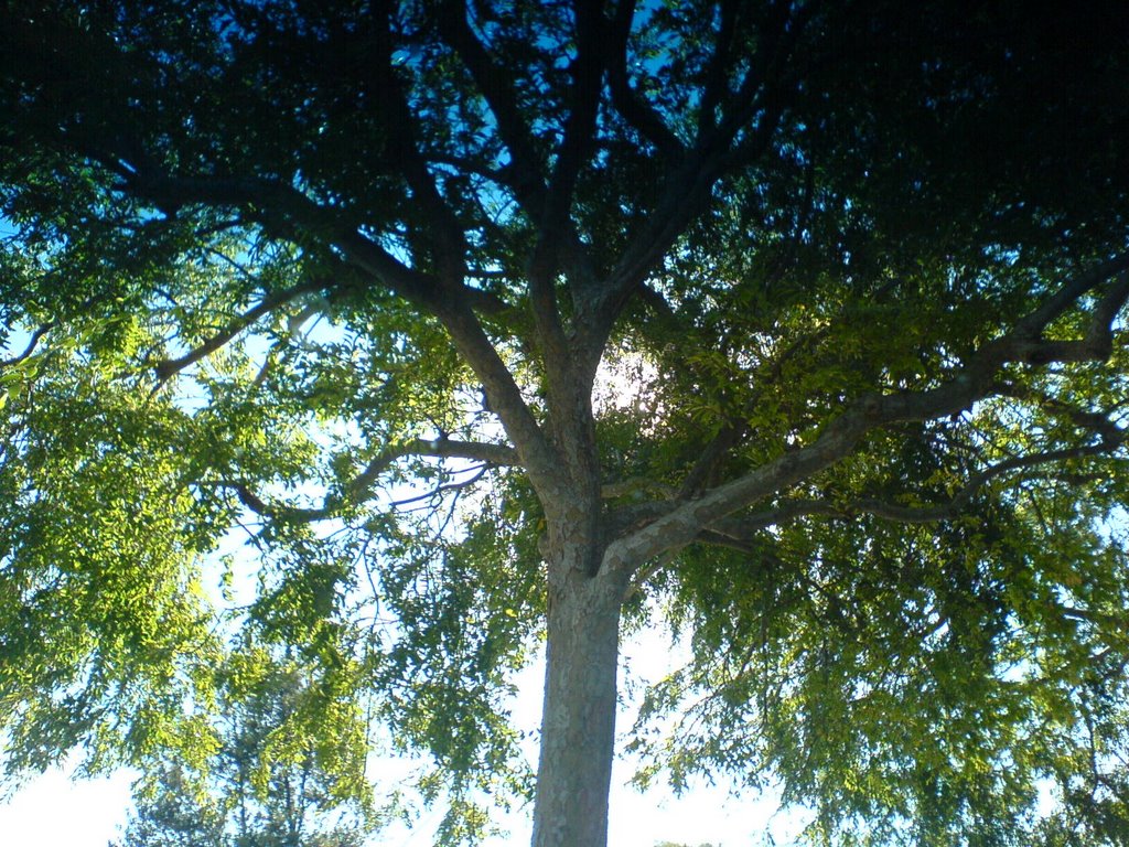 A Tree in the Parking Lot.