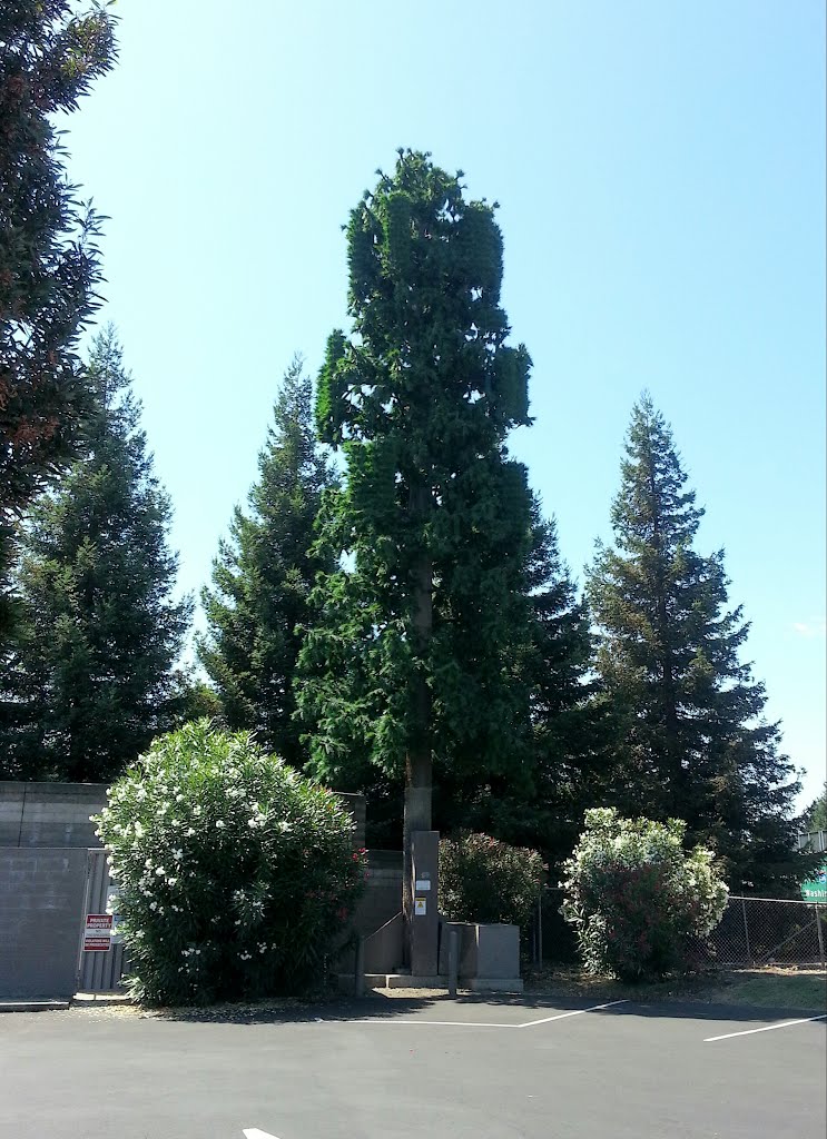 Can You See It...?