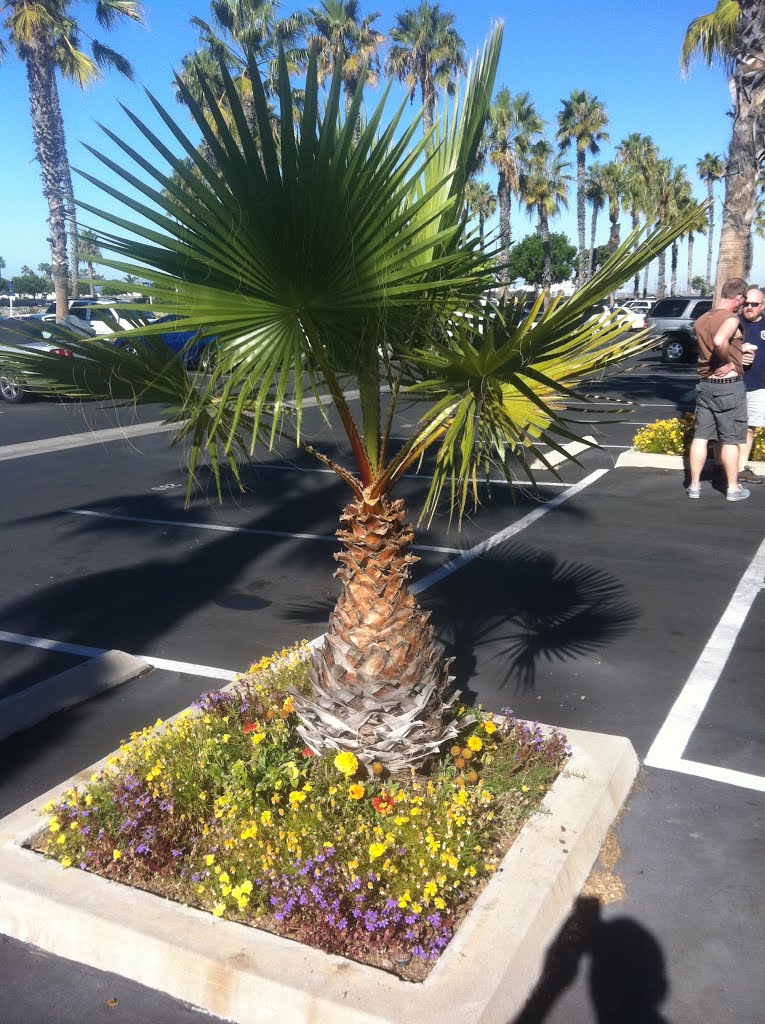 Mini Palm