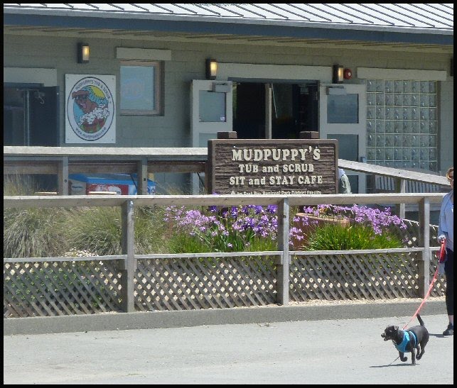 Point Isabel Dog Park, Richmond, CA