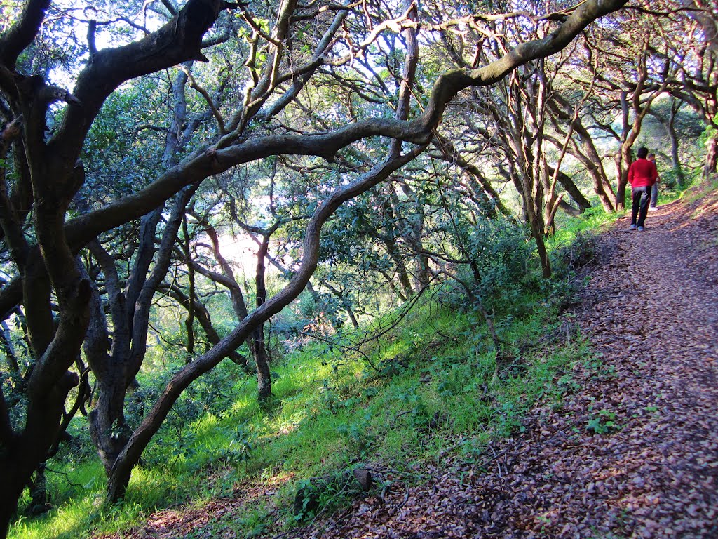 Hillsside Natural Area-El Cerrito
