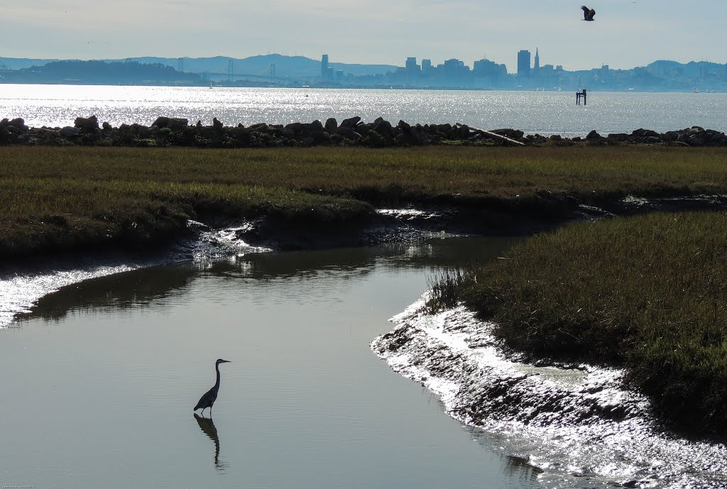 Along the Bay Trail in Richmond