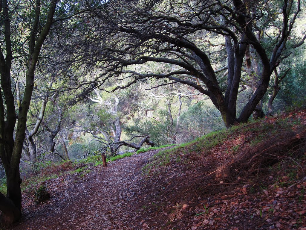 El Cerrito, Hillside Natural Area