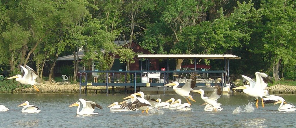 Pelican Migration