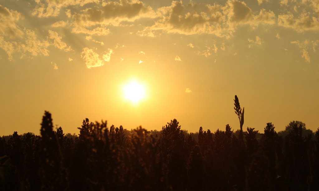 Golden Morning