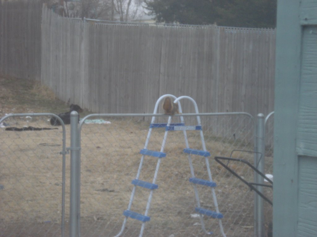 back yard