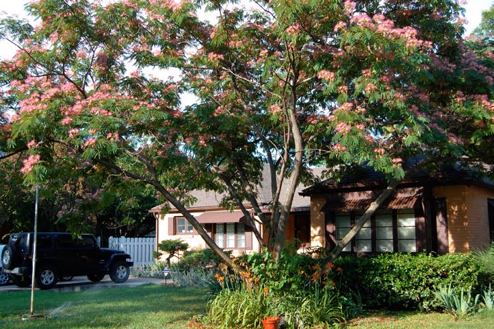 Mimosa Tree - 322 South Oliver