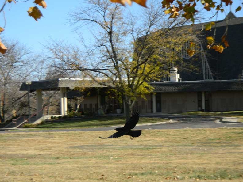 Crow flying away from me and complaining loudly