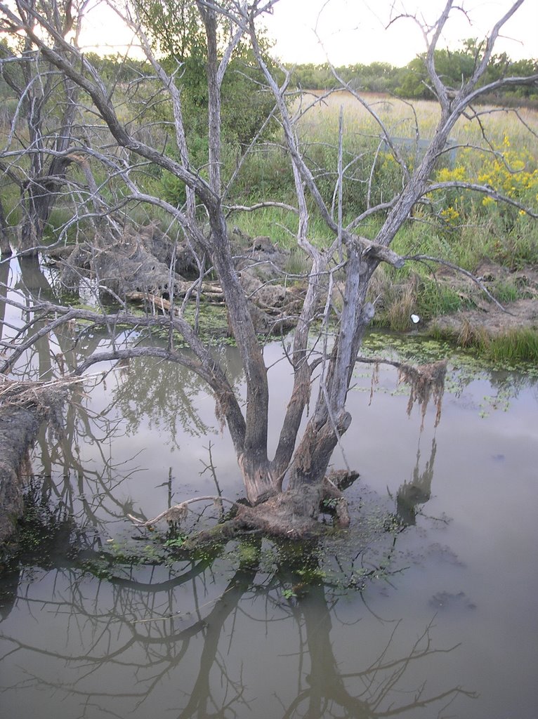 Tree in water