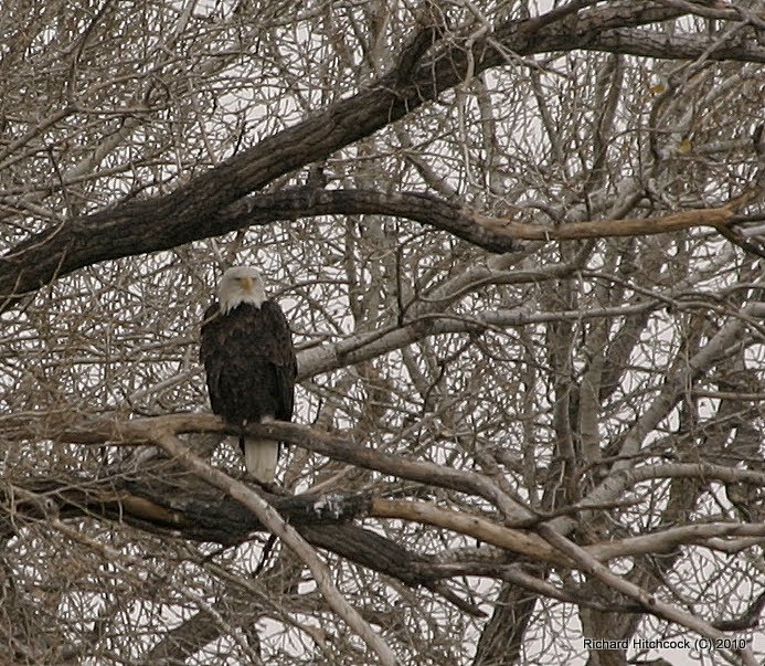 My first Bald Eagle of the Season at Twin Lakes