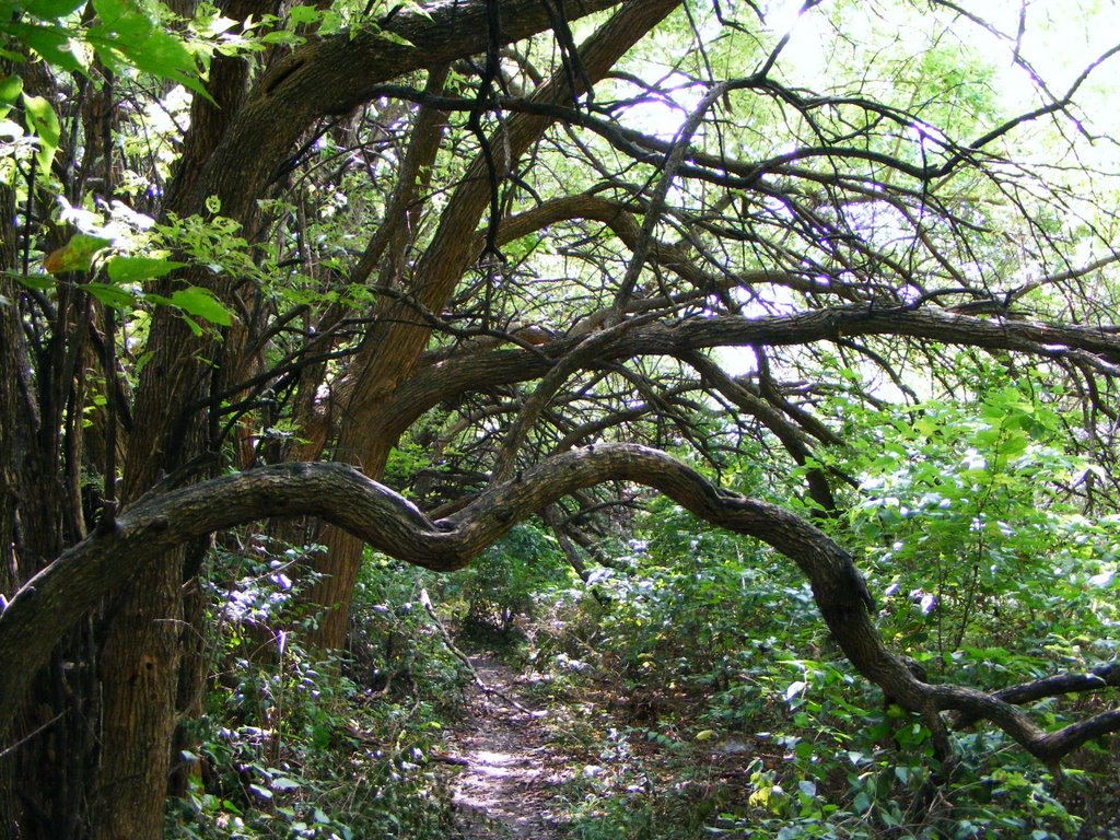 Chisholm Creek Park