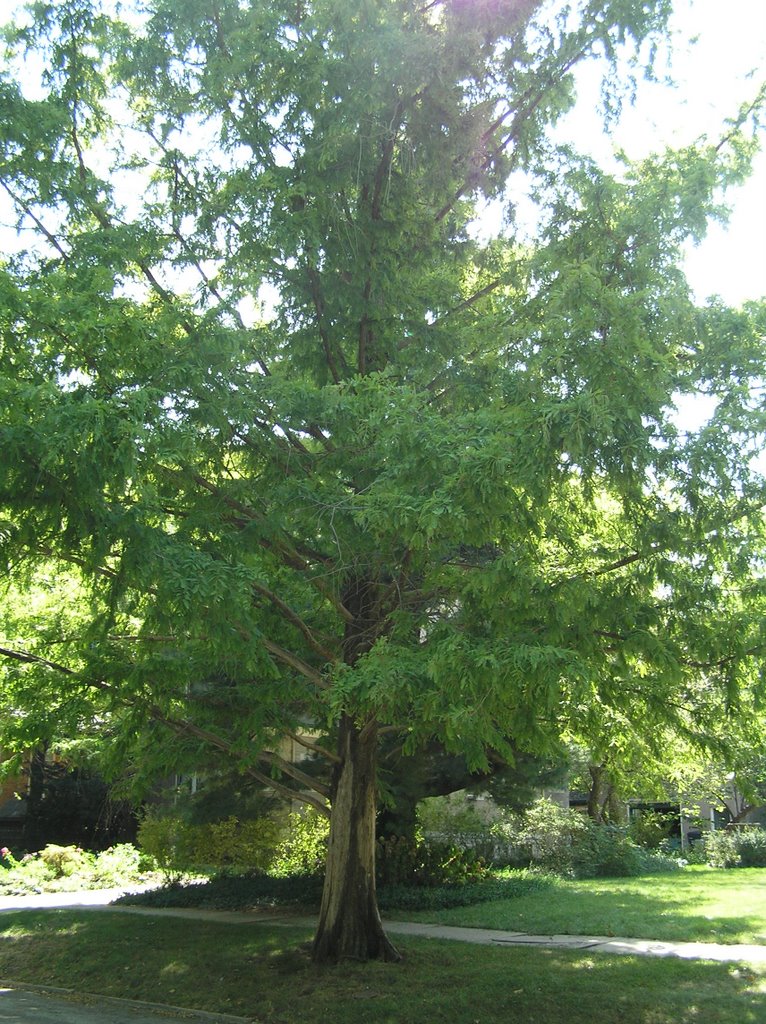 Louisiana Street - Metasequoia