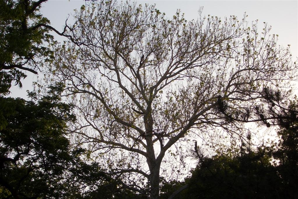 unusual tree, it had white bark, but was not all leafed out like surrounding trees, Merriam, KS