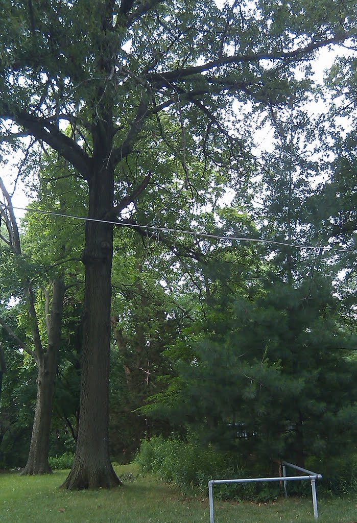 Tree on 60th Street