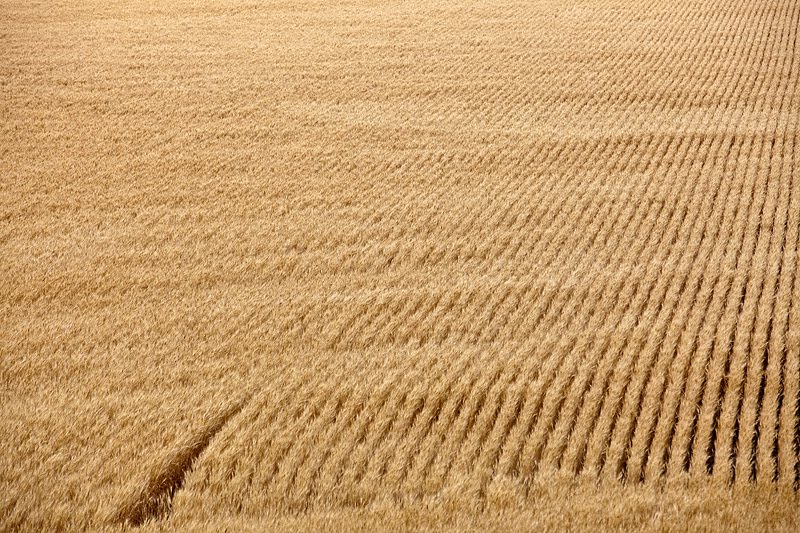 Wheatfield