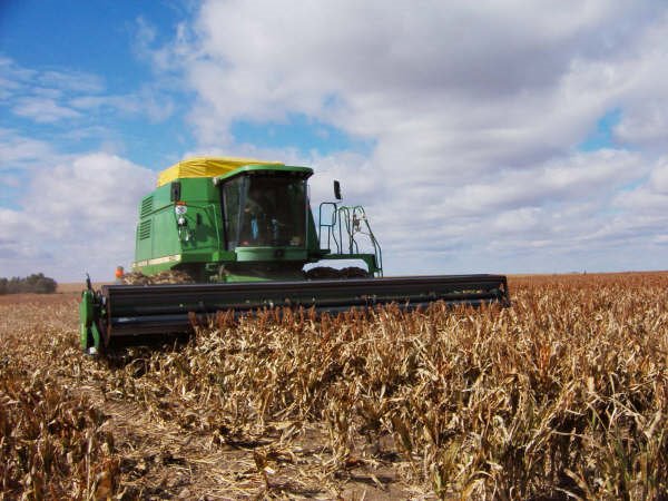 Milo Harvest in Nebraska