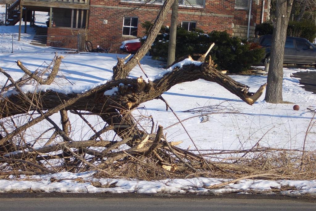 Tree & Limbs damaged from weather - dragon face from the side, Kansas City, KS