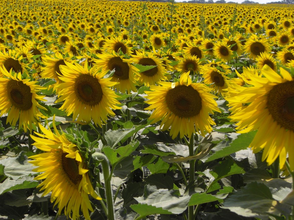 Kansas Sunflowers