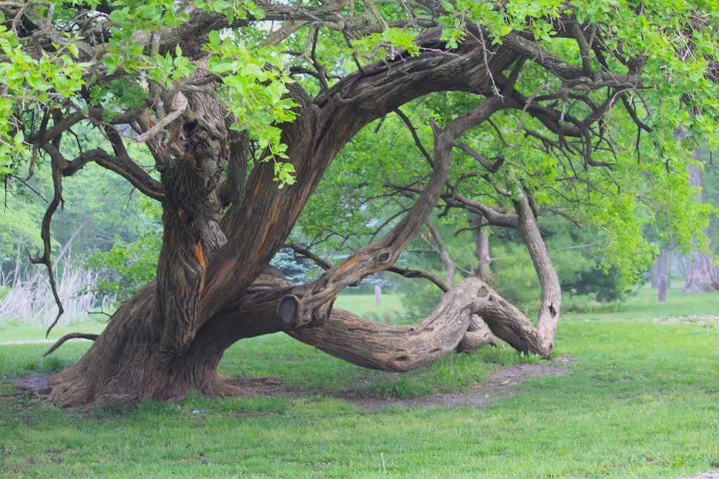 Old Tree