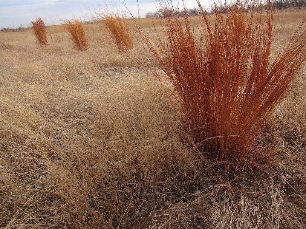 Switch grass winter 2014 Kansas