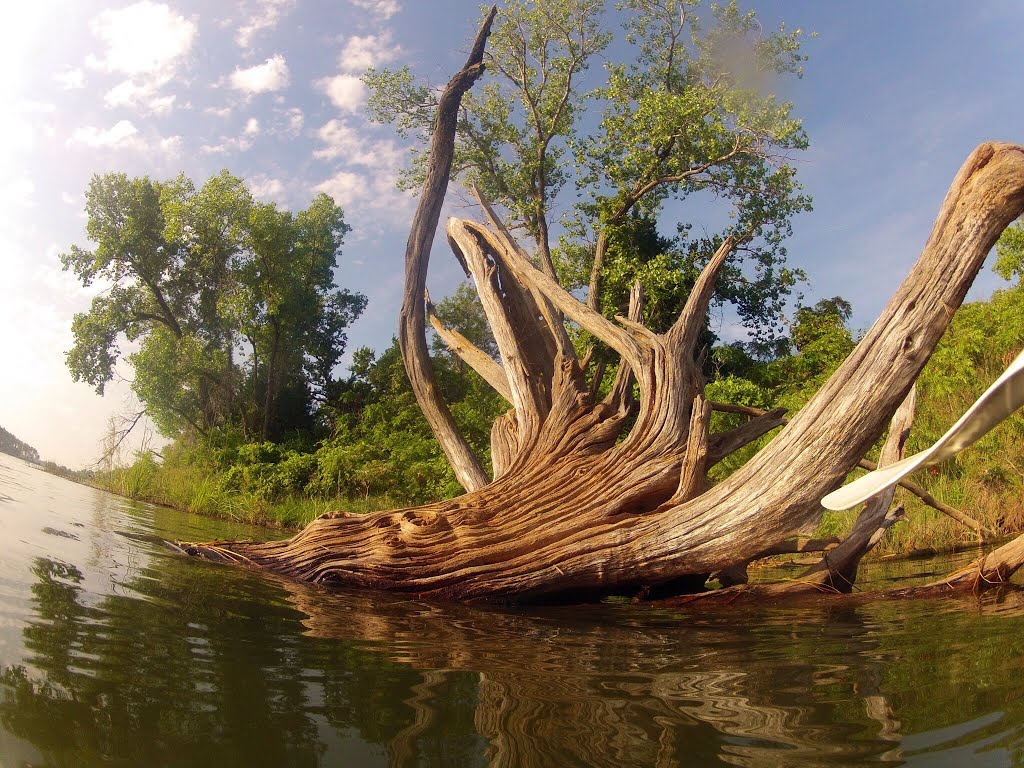 Drift Wood Crystal Lake Wichita