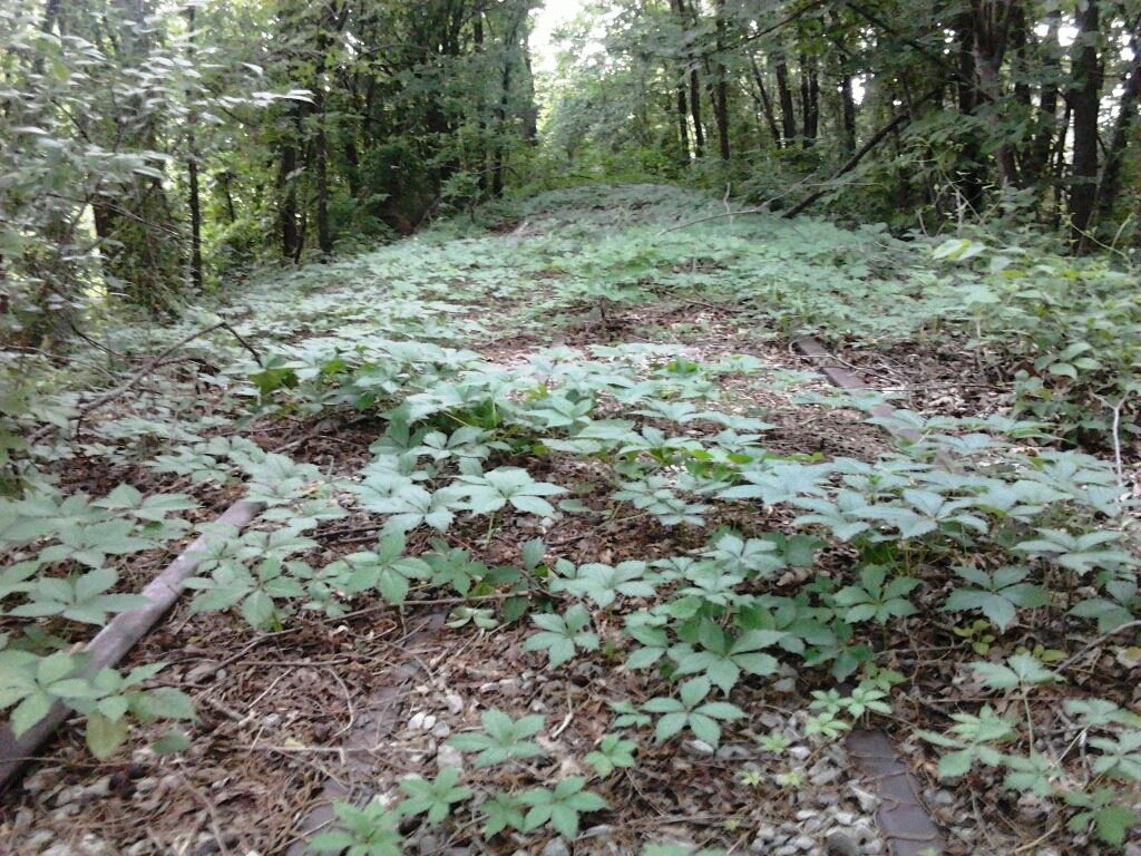 Old Katy Railroad right-of-way returning to nature