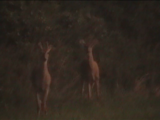 Buck and doe at Perry Lake