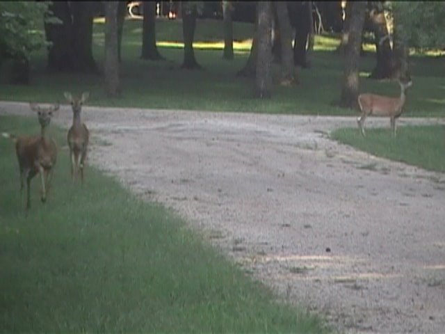Three does in west group campground