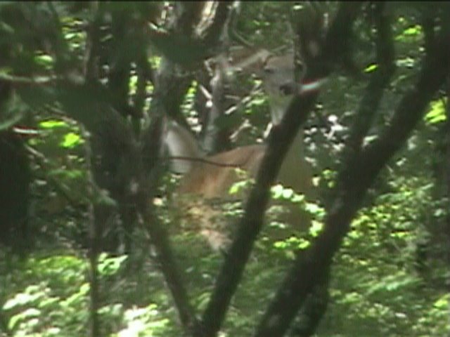 Six point buck on Thunder Ridge Nature Trail