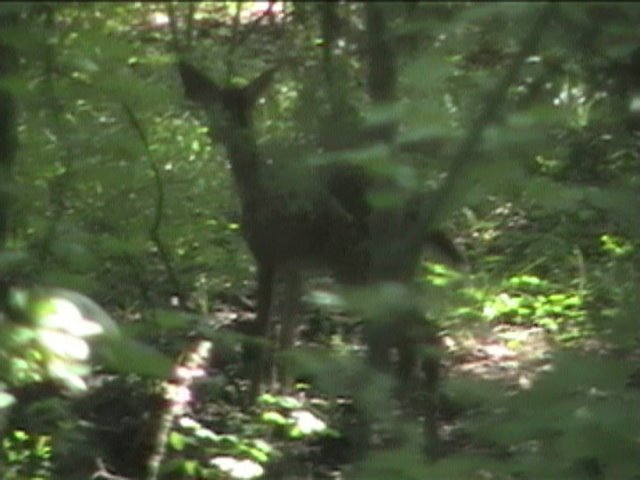 Fawn on Great White Trail July 7, 2008