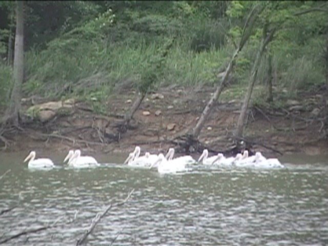 Pelicans on Perry Lake