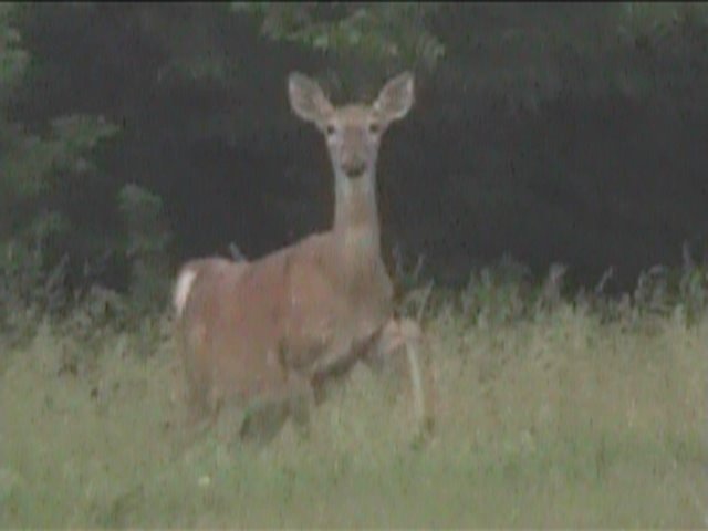Doe in east group campground June 2, 2008
