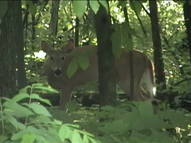 Deer about 20 feet off of Slough Creek Road