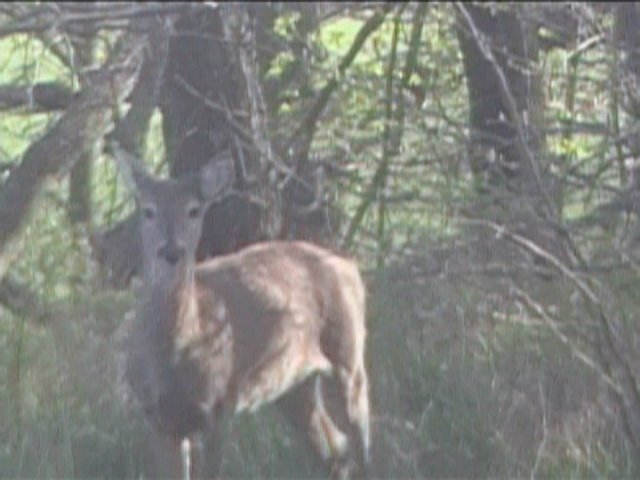 Deer  in Slough Creek Park April 2008