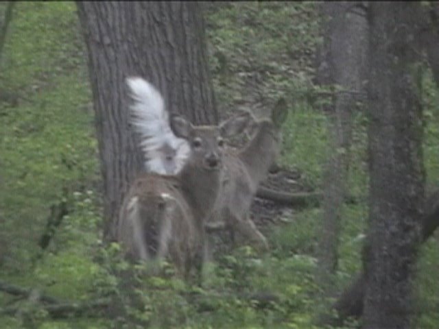 Two deer in woods across from South Point campground April 2008