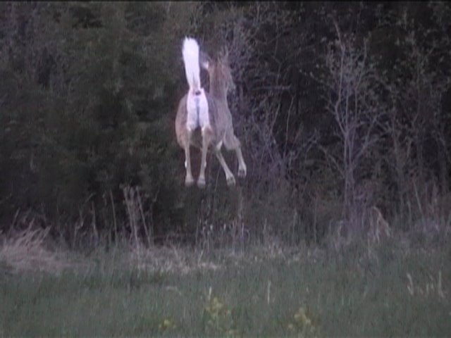 Whitetails can jump