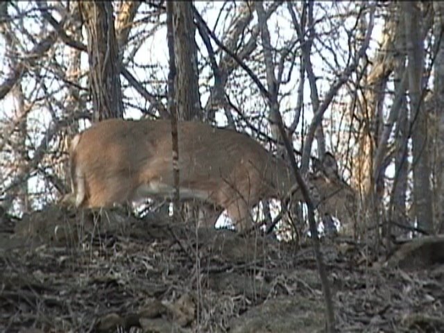 Deer on top of the ridge in Devils Gap
