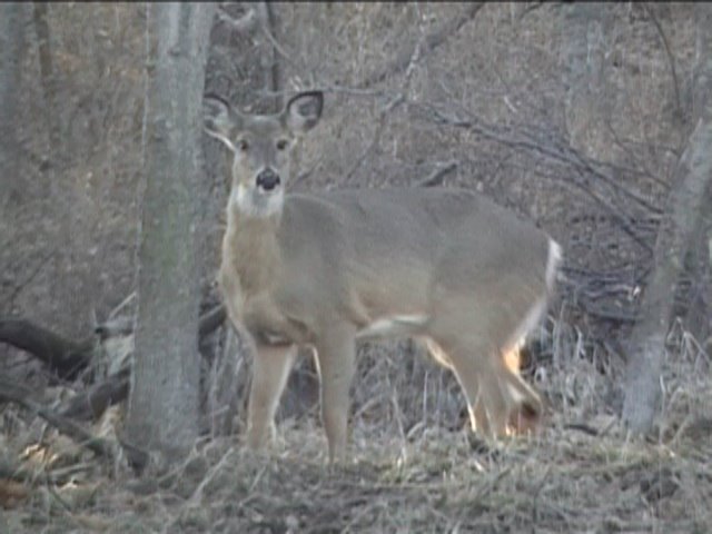 Deer off side of road in Slough Creek Park March 2008