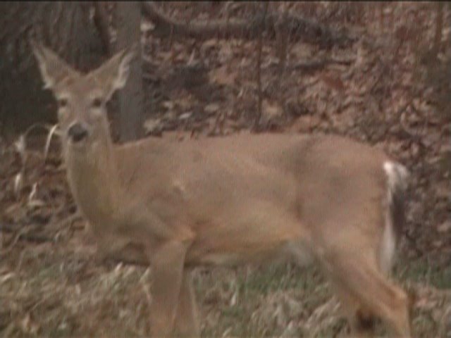 Deer grazing on side of the road in Rock Creek Park March 2008